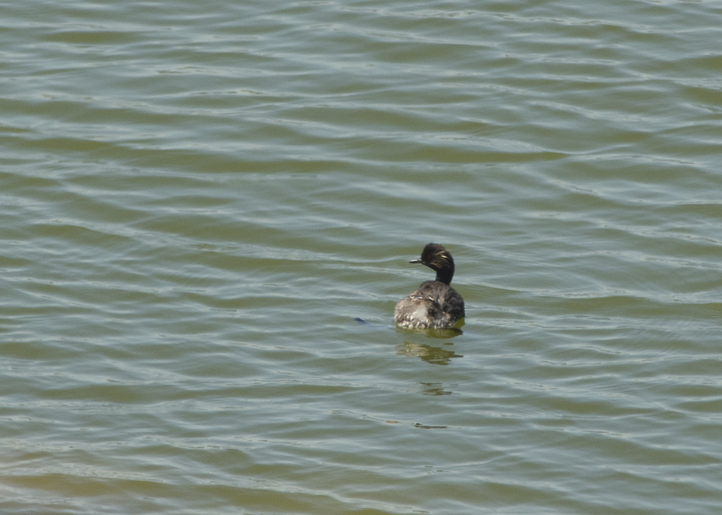 Karaboyunlu batağan