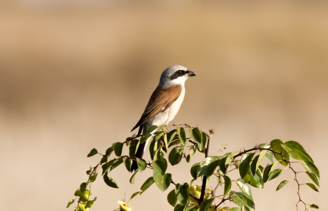 Kızılsırtlı örümcekkuşu