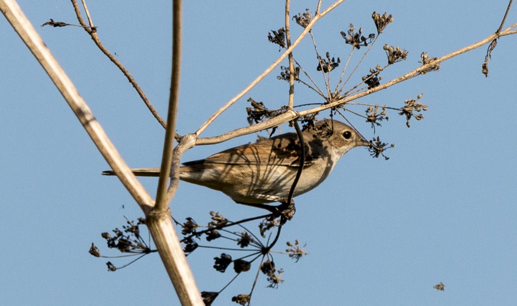 Akgerdanlı ötleğen