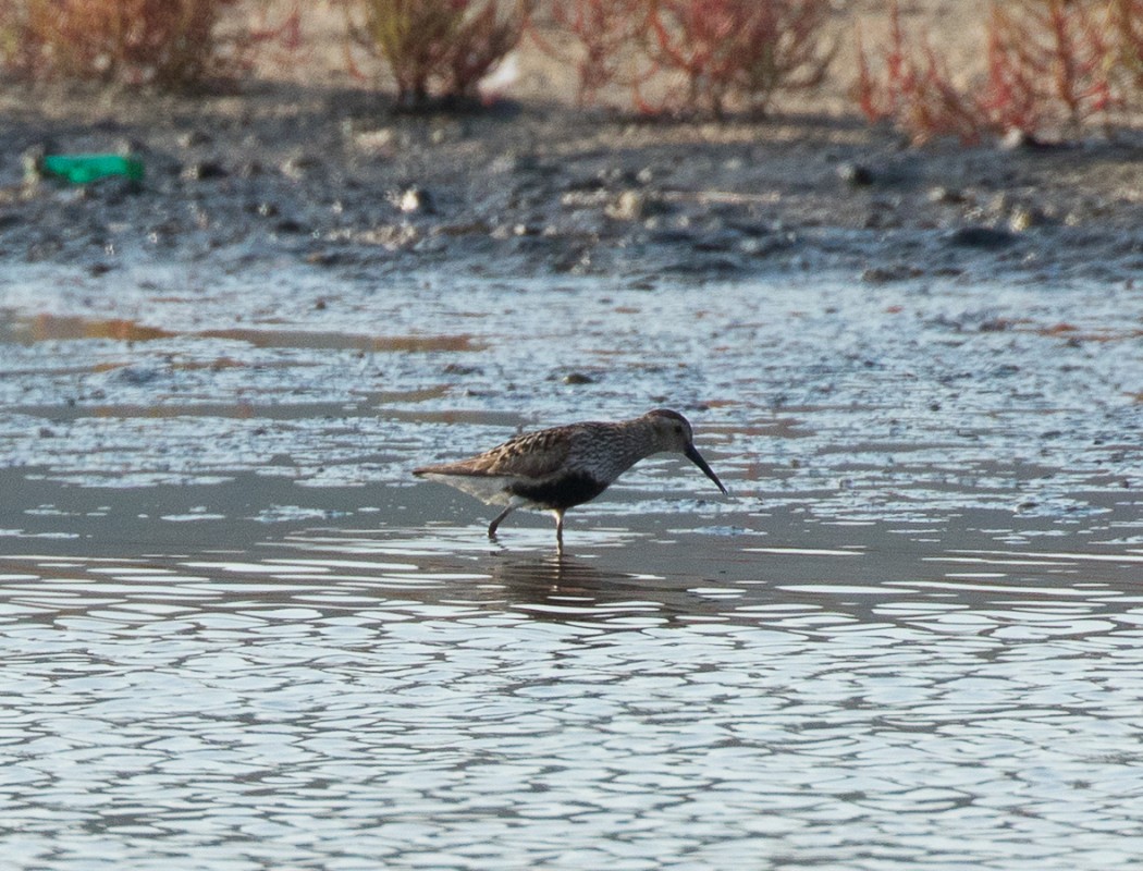 Karakarınlı kumkuşu