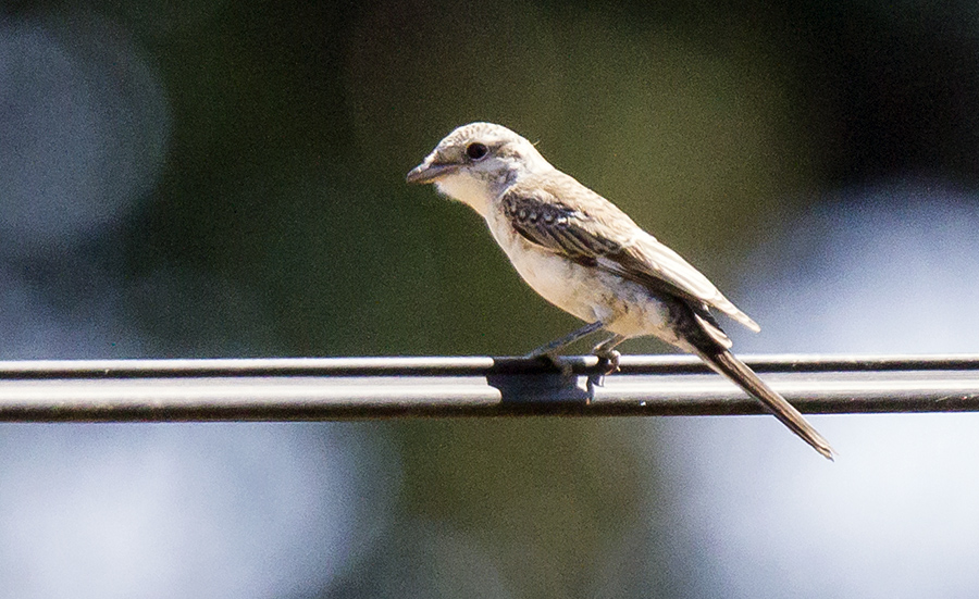 Kızılsırtlı örümcekkuşu