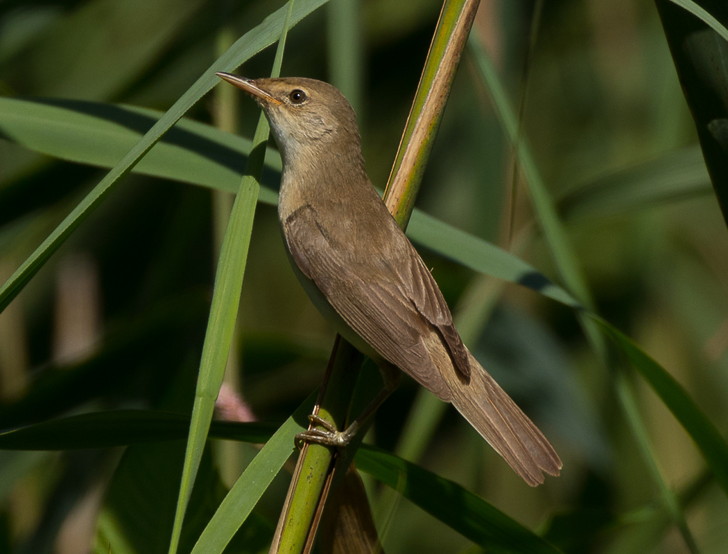 Bataklık kamışçını