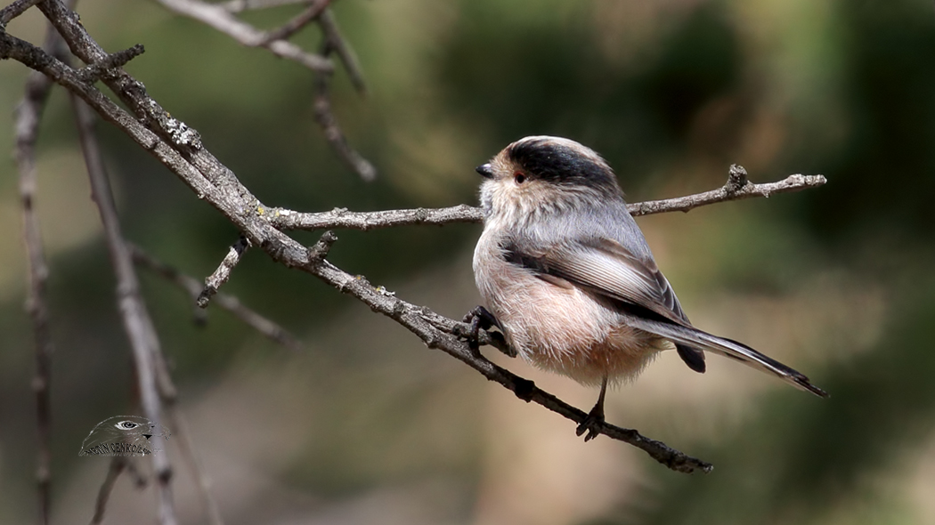 Uzunkuyruklu baştankara