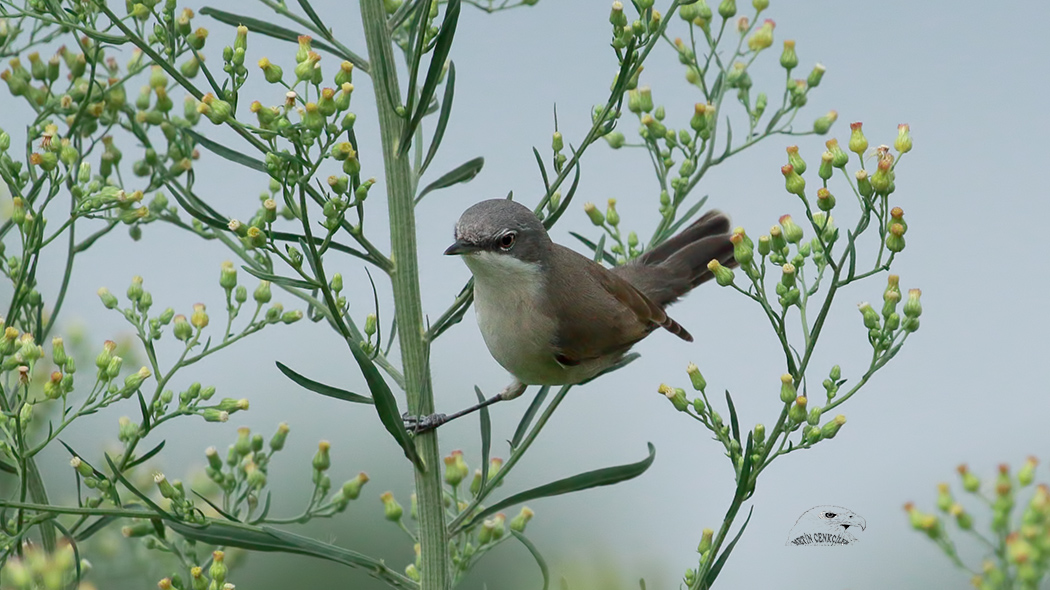Küçük akgerdanlı ötleğen
