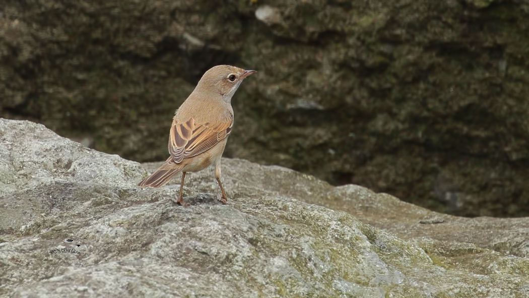 Akgerdanlı ötleğen
