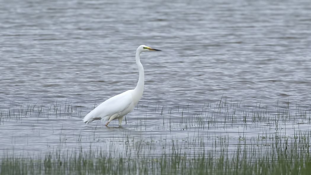 Büyük ak balıkçıl