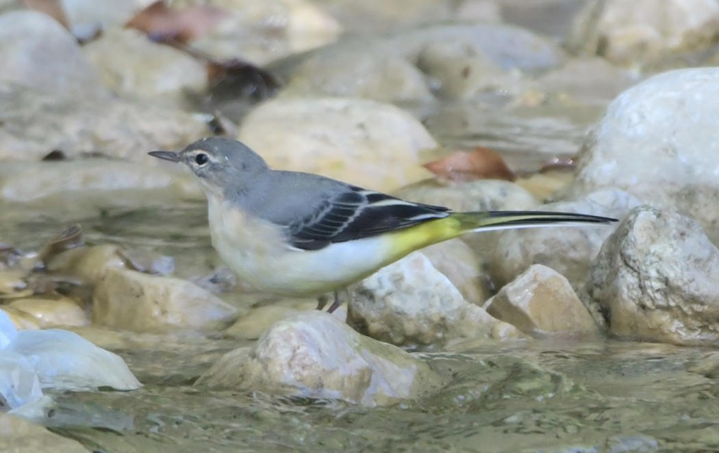 Dağ kuyruksallayanı