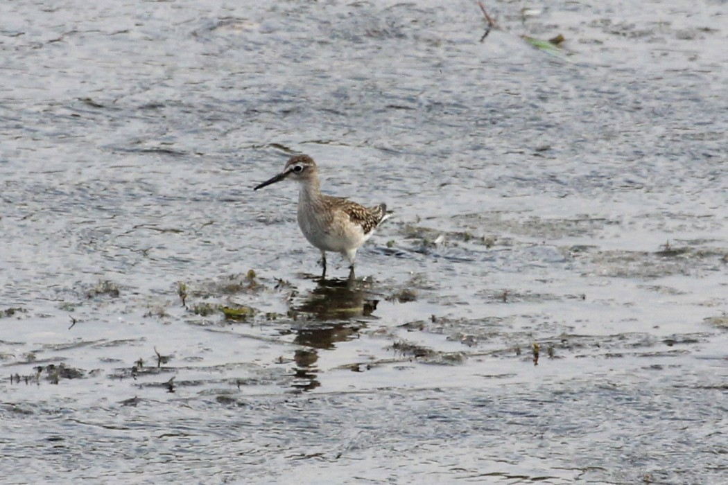 Orman düdükçünü