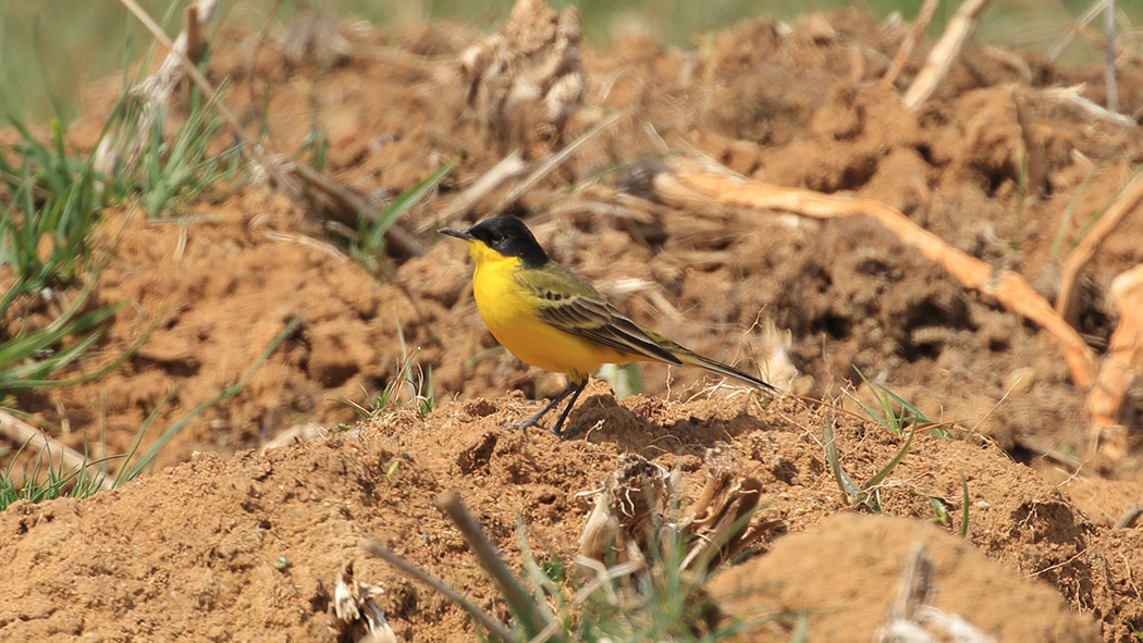 Sarı kuyruksallayan
