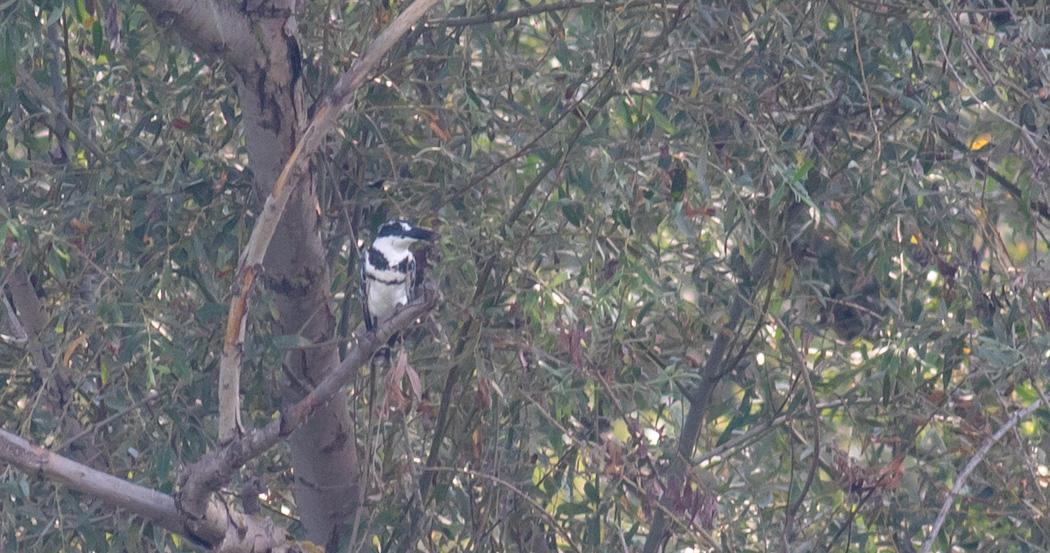 Alaca yalıçapkını