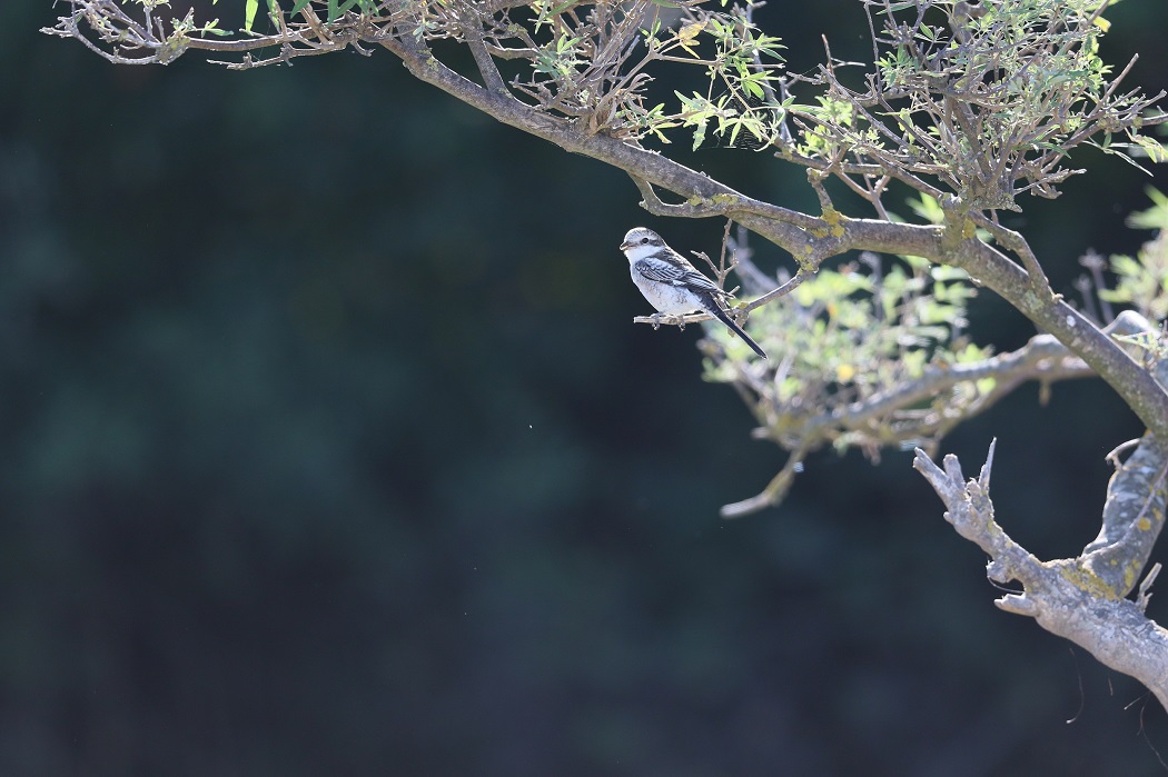 Maskeli örümcekkuşu