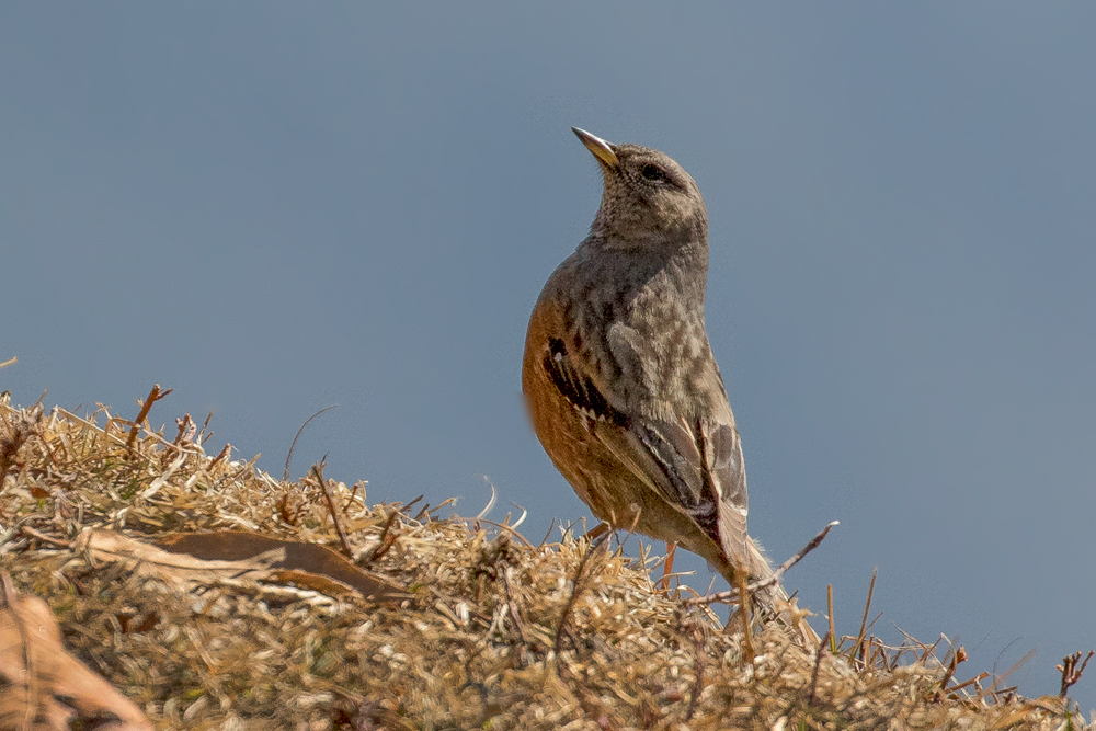 Büyük dağbülbülü