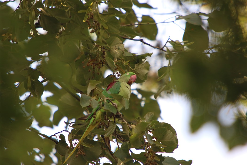 İskender papağanı