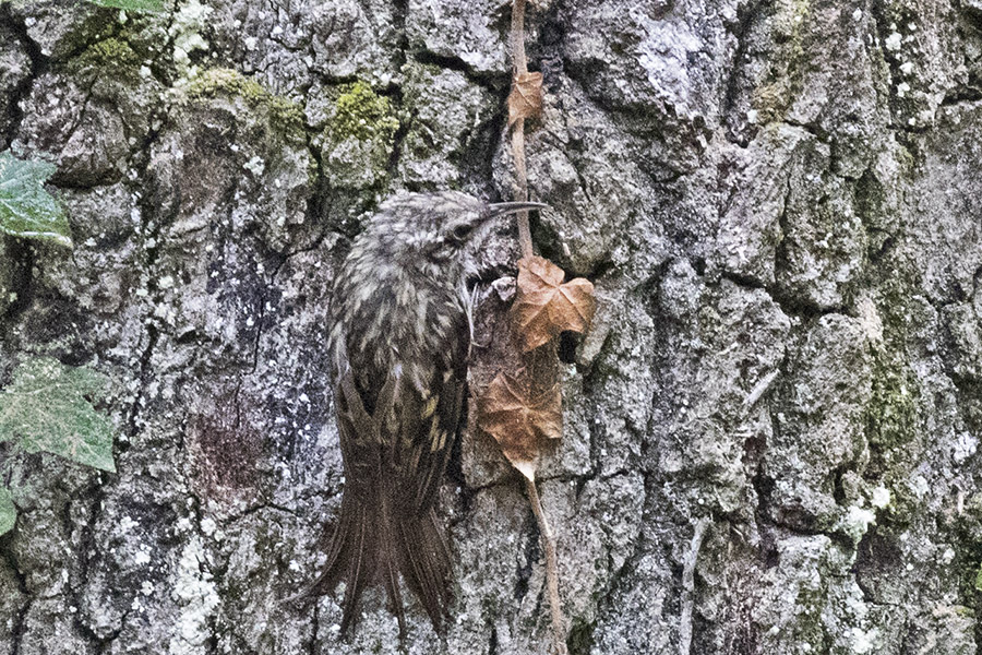 Bahçe tırmaşıkkuşu