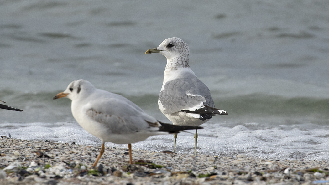 Küçük gümüş martı