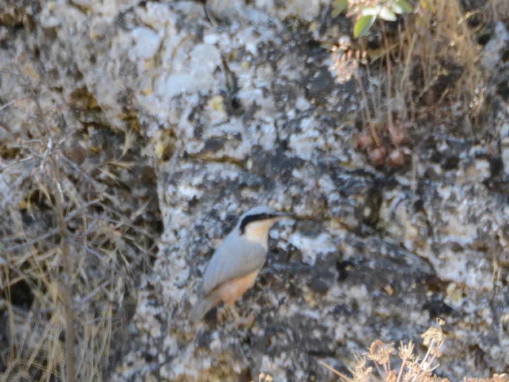 Büyük kaya sıvacısı