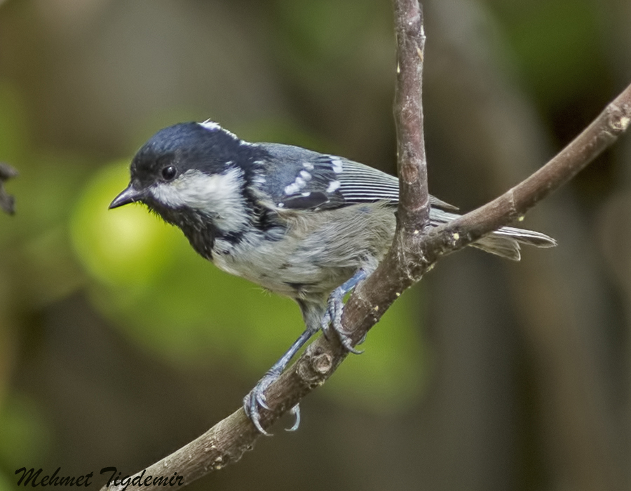 Kayın baştankarası