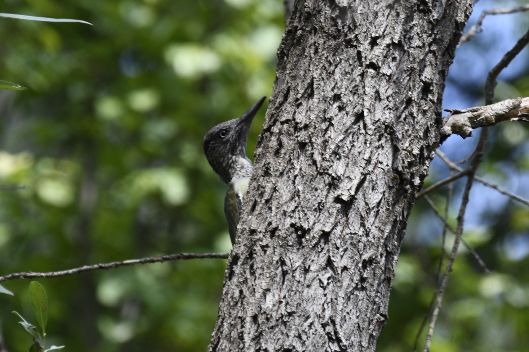 Küçük yeşil ağaçkakan