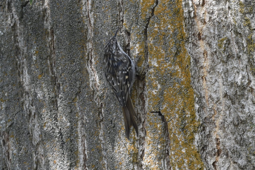 Orman tırmaşıkkuşu