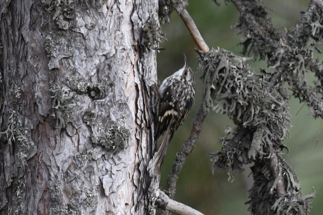 Orman tırmaşıkkuşu