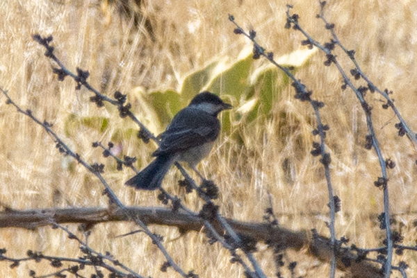 Akyanaklı baştankara