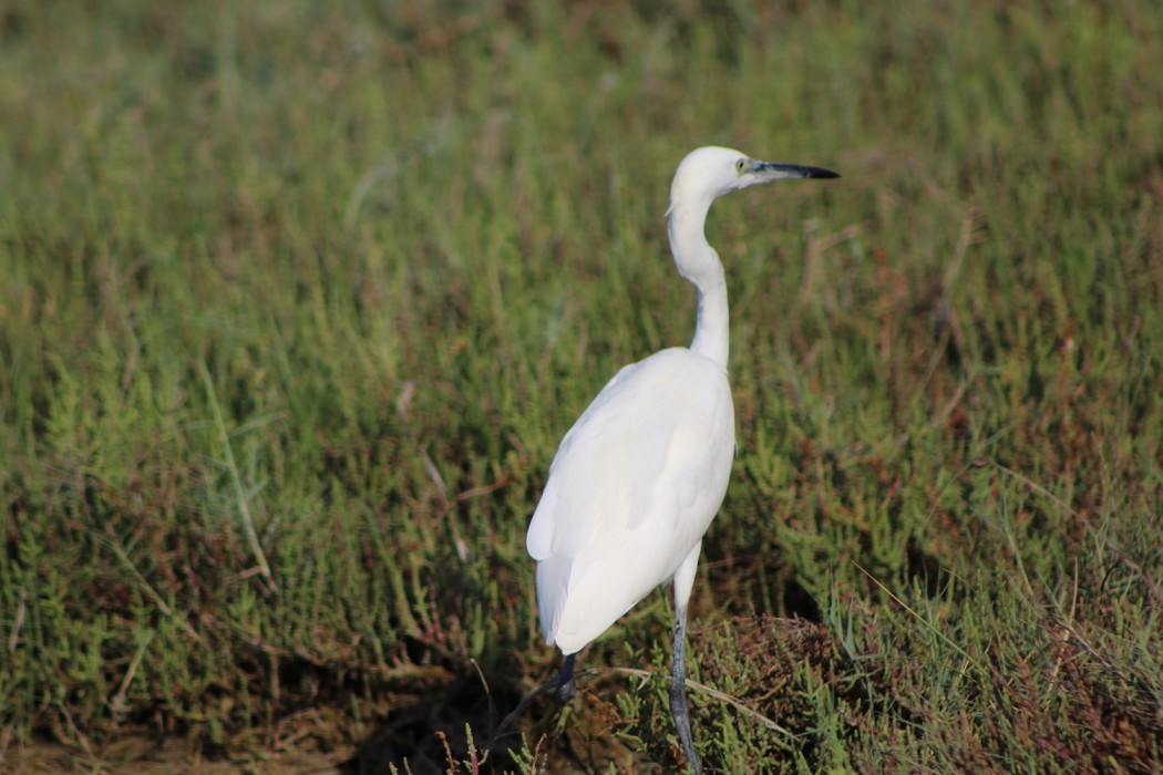 Küçük ak balıkçıl