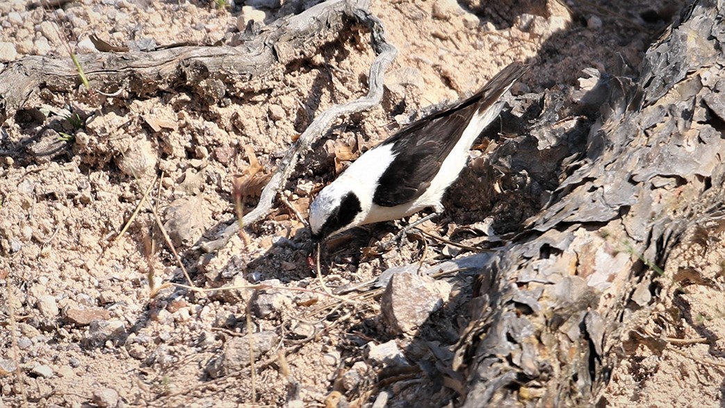 Karakulaklı kuyrukkakan