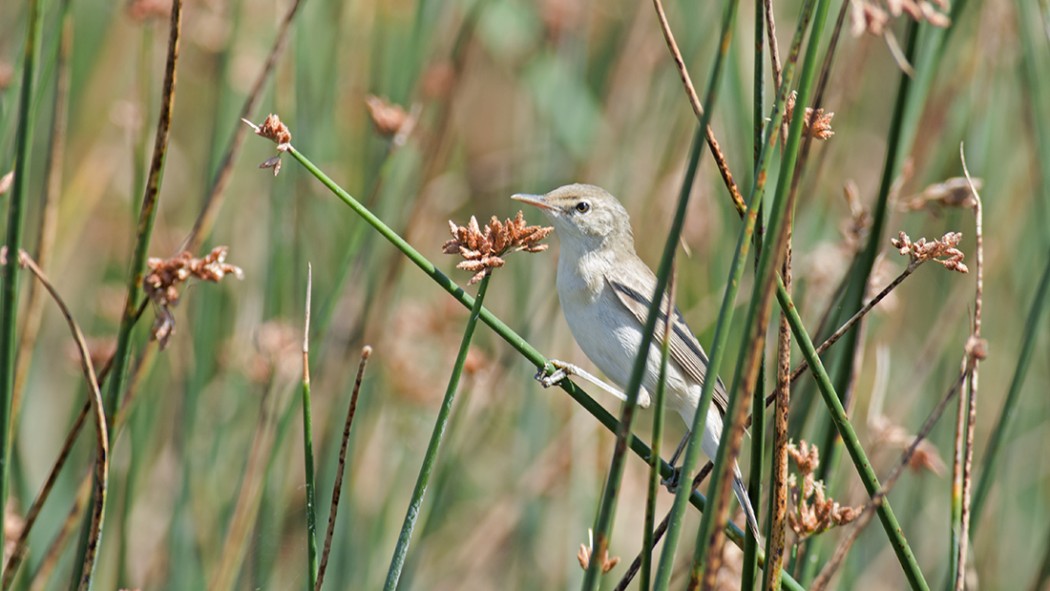 Bataklık kamışçını