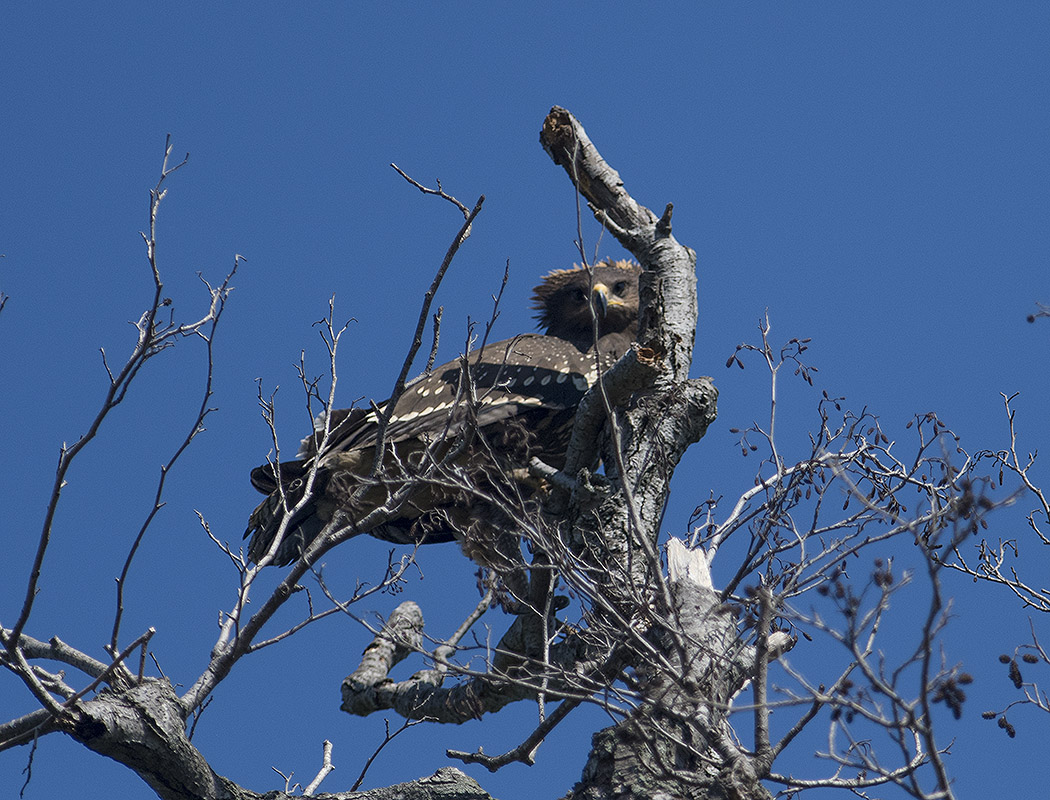 Büyük orman kartalı