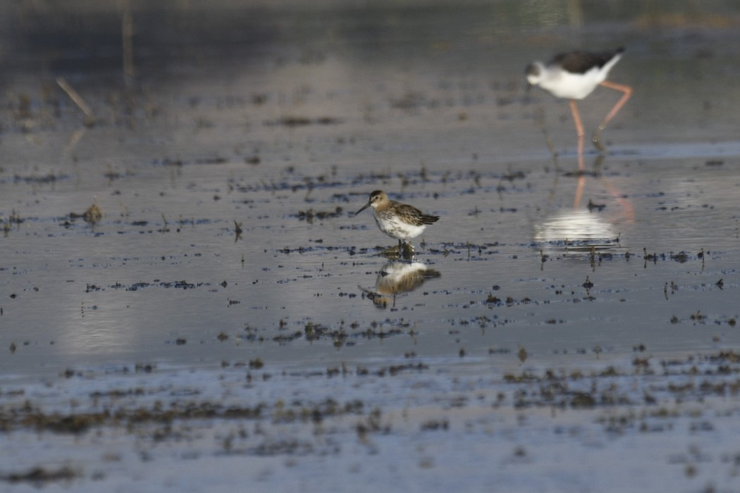Karakarınlı kumkuşu