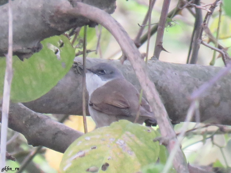 Küçük akgerdanlı ötleğen
