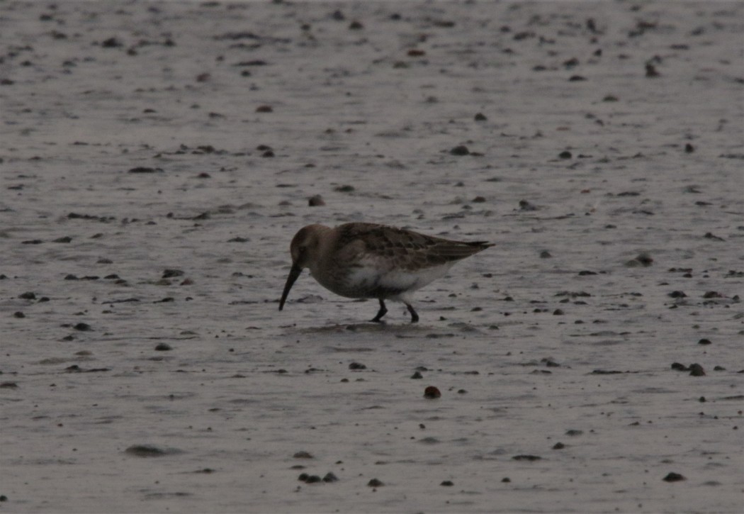 Karakarınlı kumkuşu