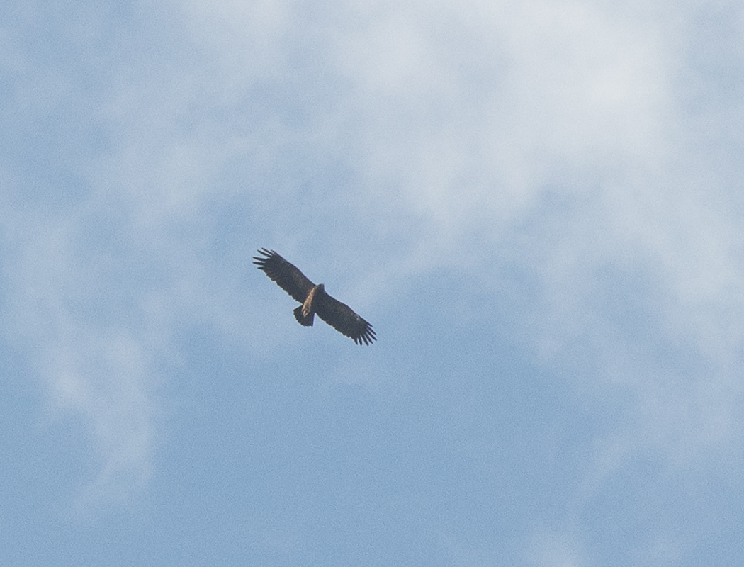 Büyük orman kartalı