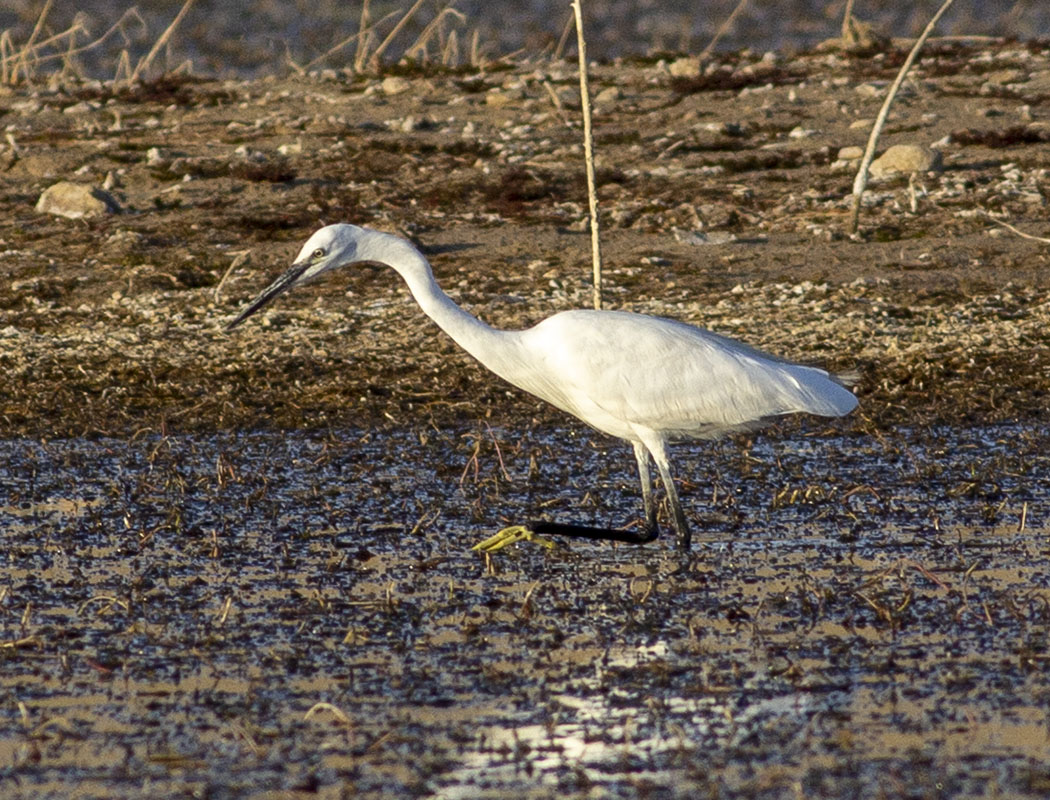 Küçük ak balıkçıl