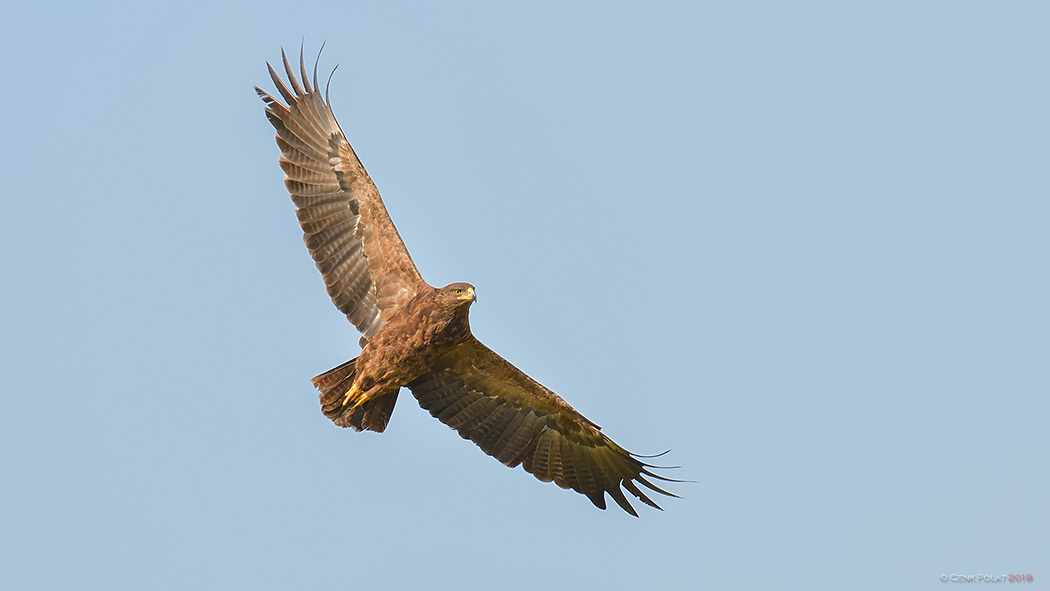 Küçük orman kartalı