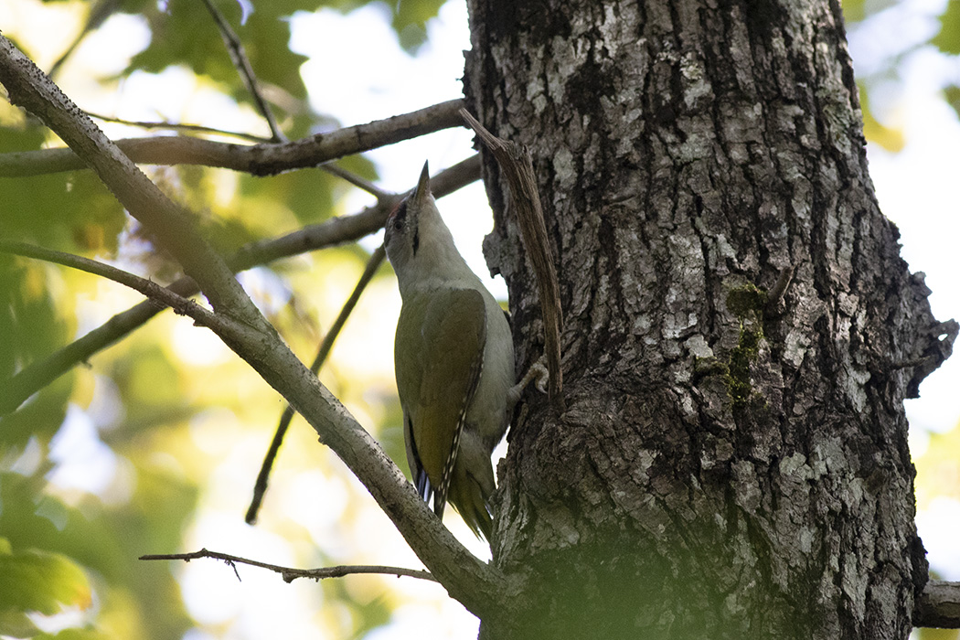 Küçük yeşil ağaçkakan