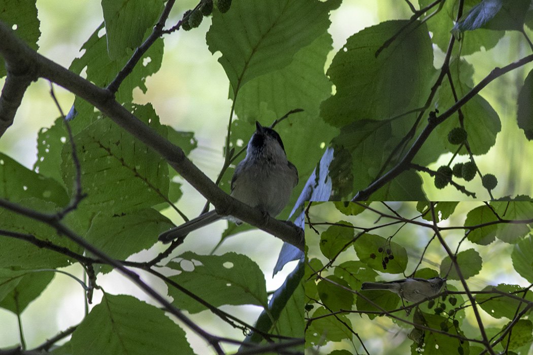 Kayın baştankarası