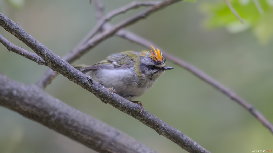 Sürmeli çalıkuşu