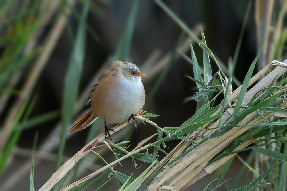 Bıyıklı baştankara