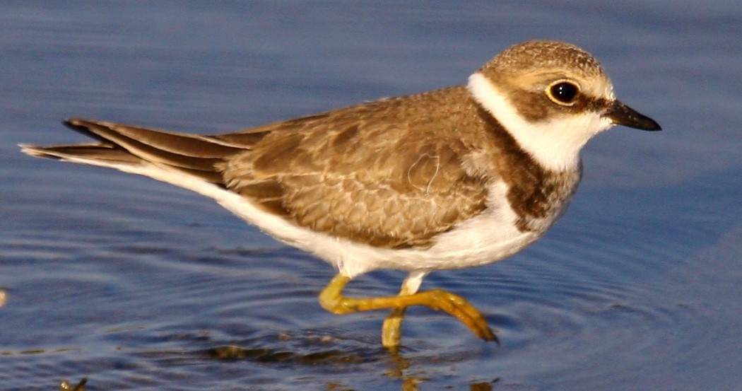 Halkalı küçük cılıbıt