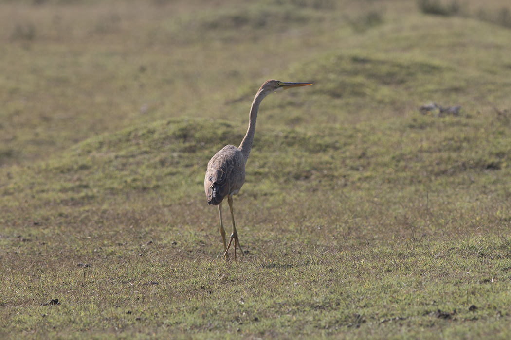 Erguvani balıkçıl