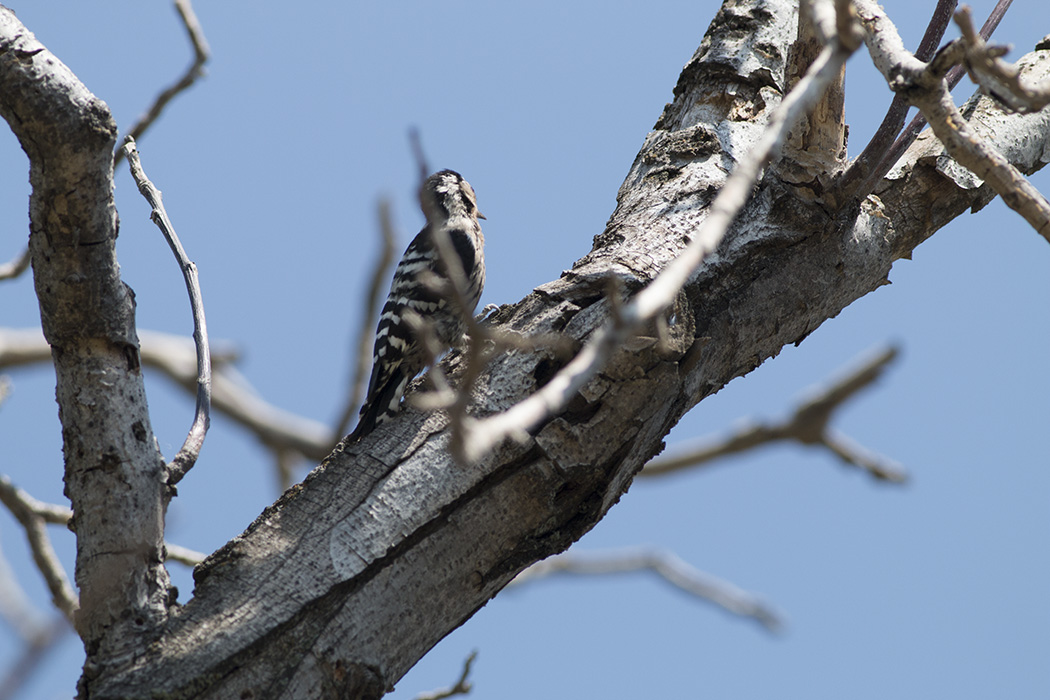 Küçük ağaçkakan