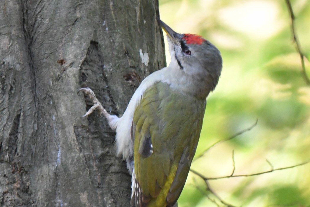 Küçük yeşil ağaçkakan