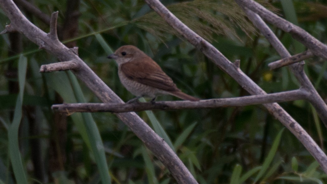 Kızılsırtlı örümcekkuşu