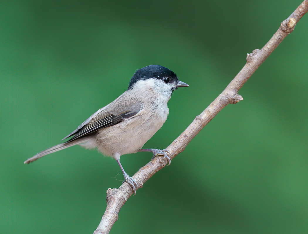Kayın baştankarası