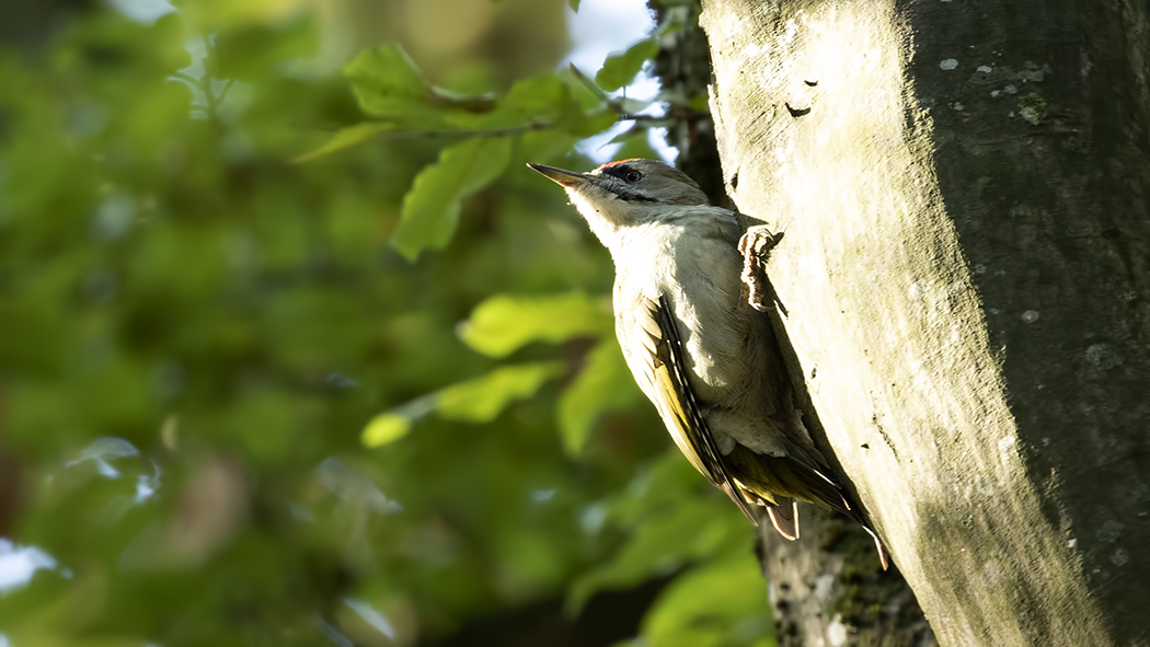 Küçük yeşil ağaçkakan