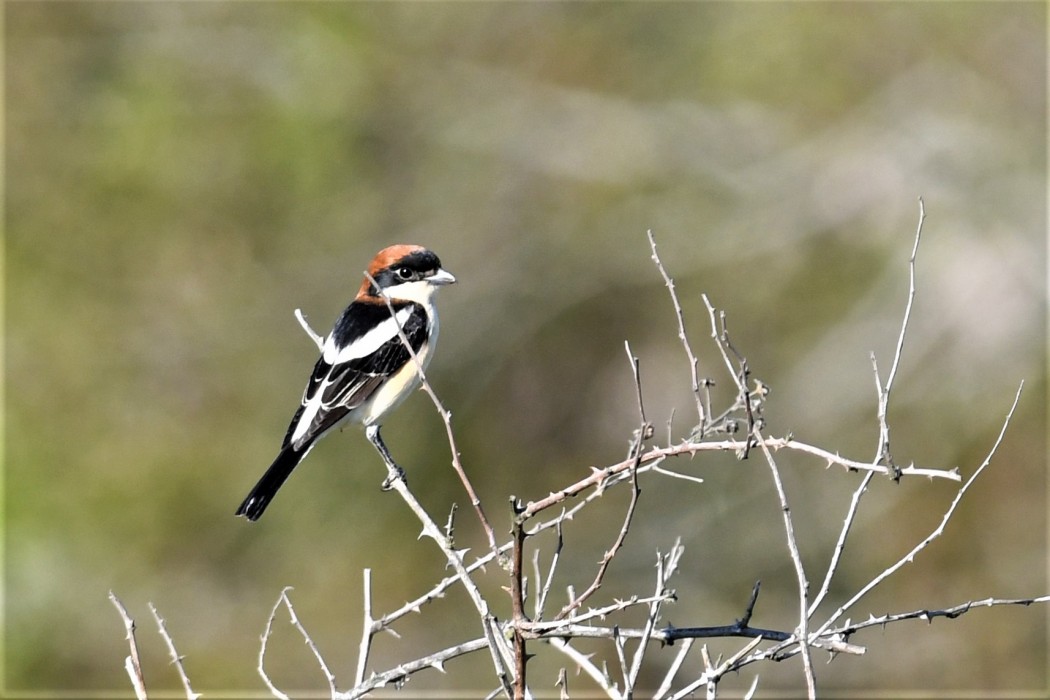 Kızılbaşlı örümcekkuşu