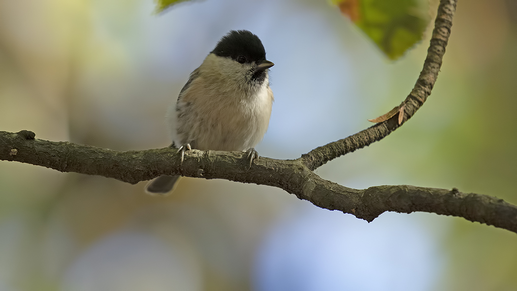 Kayın baştankarası