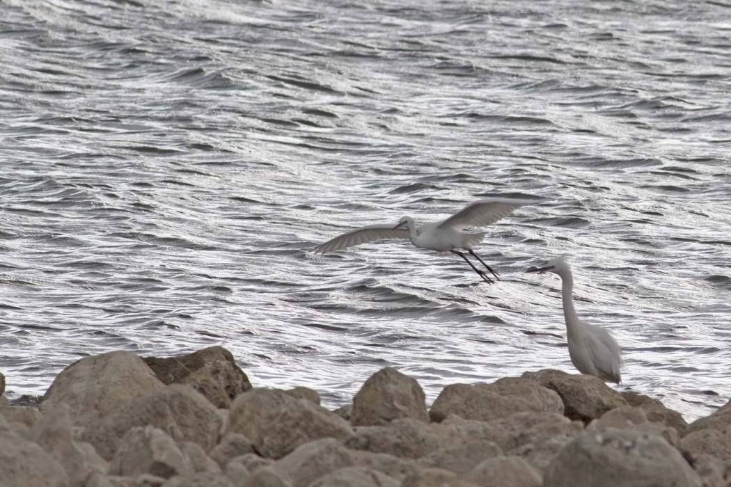 Küçük ak balıkçıl