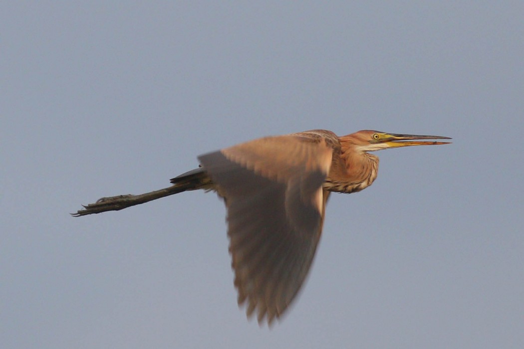 Erguvani balıkçıl